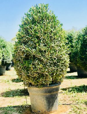 OLEA-EUROPAEA-PYRAMIDE