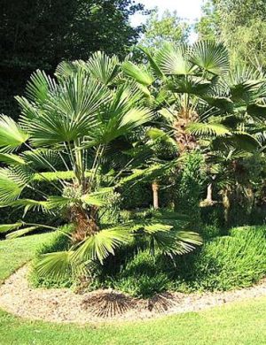 Trachycarpus-wagnerianus
