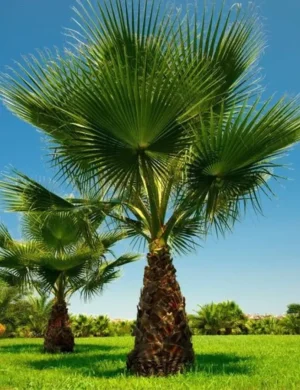 Washingtonia_robusta30
