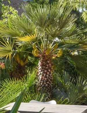 chamaerops-humilis4