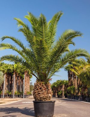 cultius-ponc-phoenix-canariensis-30-40-230-l