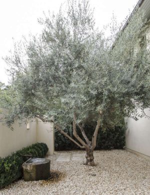 olive-tree-gardenista