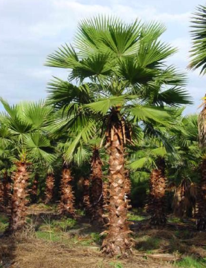 washington-palm